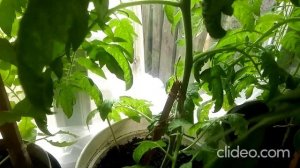 Как выглядит рассада с удобрением Фертика