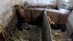 ПЕРВЫЕ ОШИБКИ ПРИ ПОСТРОЙКЕ ВОЛЬЕРА ДЛЯ НУТРИЙ