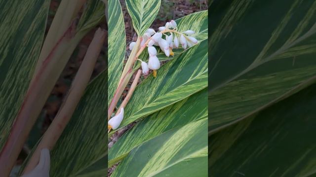 Shell Ginger in Bloom! смотреть онлайн