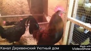 Порода кур Масковская чёрная. Плюсы и минусы этой породы.