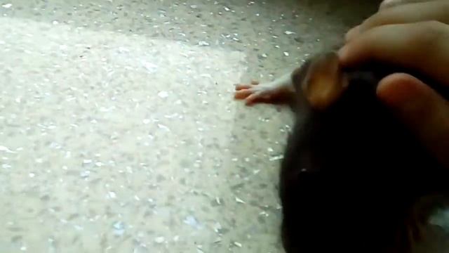 Как научить крысу к команде КО МНЕ ! смотреть онлайн