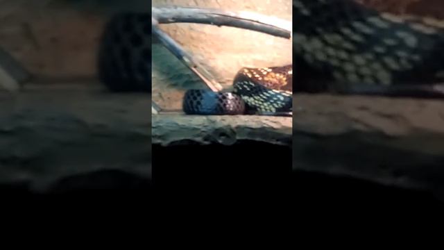 Зоопарк в Москве 2 смотреть онлайн