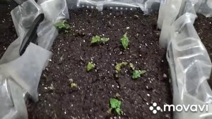 Первые всходы ежевики. 100% лёгкий способ размножения ежевики 2 часть.