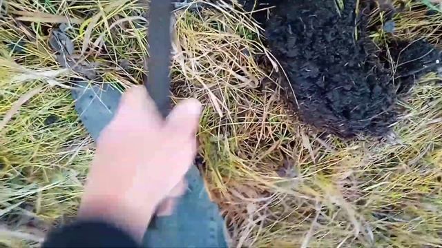 Металлокоп. Погода позволяет копать.