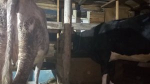 Горькое молоко у коровы. Причины,что делать/ весенняя обработка коров.