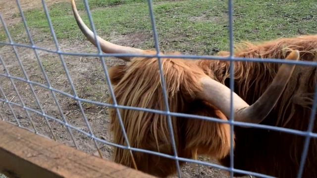 Порода Шотландский скот в Парке Птиц, 27.09.2015 смотреть онлайн
