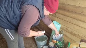 Кроем Джерсейскую телку. Искусственное осеменение коров.#корова #фермер #рекомендации