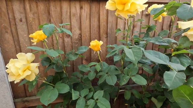 10 популярных английских идиом от носителей английского языка. Английский язык от англичан. смотреть онлайн