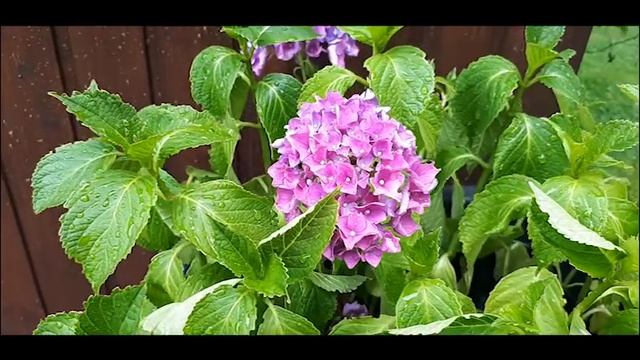 Варим пельмени в казане на костре. смотреть онлайн