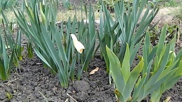 Вот такой мой сад в конце апреля - что-то цветет, показались почки эремуруса смотреть онлайн