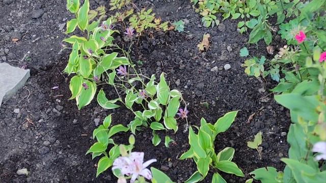 Sophie's Garden 新添了彩叶蟾蜍百合 смотреть онлайн