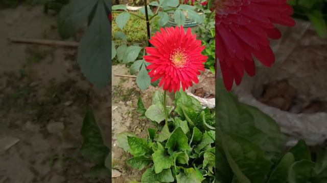 BEAUTIFUL GERBERA FLOWER PLANT . FIRST FLOWER. THE BEAUTY QUEEN смотреть онлайн
