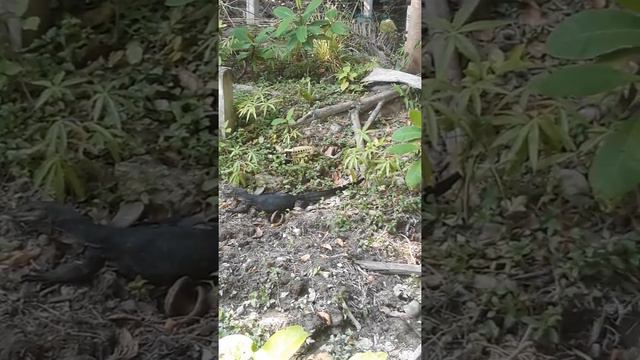 Вот такие вараны на острове Рача! Таиланд Пхукет 2019. смотреть онлайн