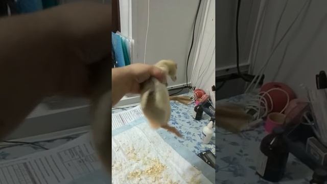 Утята Черри Велли возраст 10 дней смотреть онлайн