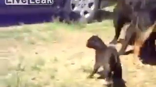 Собаки гопники напали на котов пацанчиков! смотреть онлайн