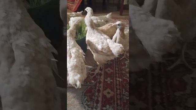 Зелень пшеницы как прививка от кокцидиоза.#нидерхайнер #прививкацыплят #домохозяйки #курывхозяйстве смотреть онлайн