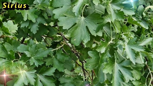 Сны по дням недели: когда снятся вещие