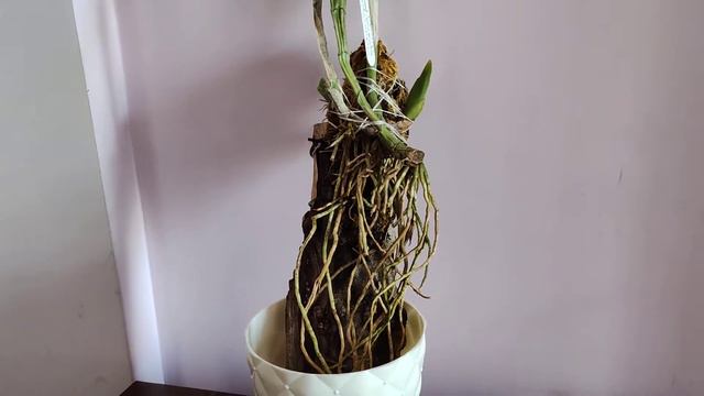 Мои новые орхидеи Schomburgkia splendida 'Cauca' и Encyclia cordigera Palmer смотреть онлайн