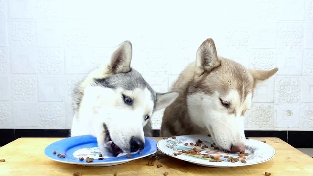 When I take out the dog's Too Milk Knife ? How should I Husky Changwei deal with it? смотреть онлайн