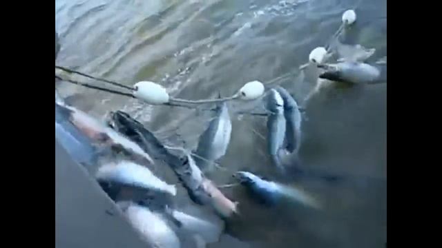 Морская рыбалка видео смотреть онлайн