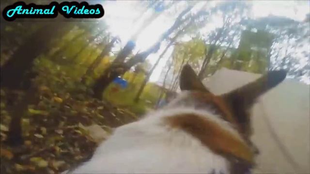 День собаки Смешая собака Прикол Смешно Собака и веб камера смотреть онлайн