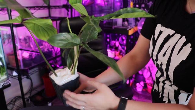 Wishlist Plant Unboxing: 69686! Rare, Unique, Odd Philodendron! A Dream Come True! смотреть онлайн
