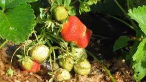 Клубника позднего срока созревания в Беларуси. Сорт   Сальса