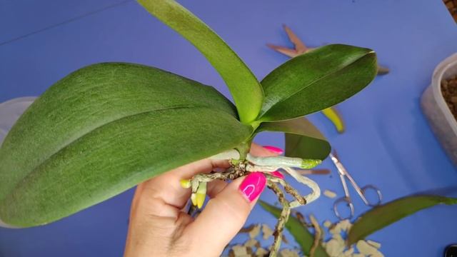 07.10.20 пересадка ОРХИДЕИ смотреть онлайн