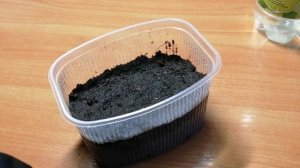 Выращивание эхинацеи белой из семян. Посадка семян эхиноцеи на рассаду. Часть 1