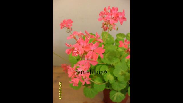 Pelargonium  Sunspot Petit Pierre