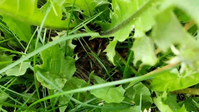 Выбралась на луга собирать ЛУГОВЫЕ ОПЯТА. смотреть онлайн