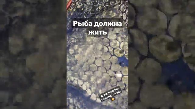 Отпускайте рыбу и всегда будете ее ловить?#fishing #youtubeshorts #fishingtips смотреть онлайн