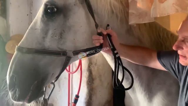 Лошадь, которая упала на Греческой в Одессе осмотрел ветеринар смотреть онлайн