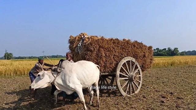 Bullock Cart Heavy Load Mud Ride | Cow Cart Stuck Mud | Bailgadi Ride смотреть онлайн