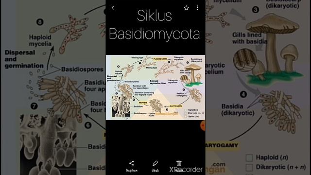 Siklus Basidiomycota & Ascomycota