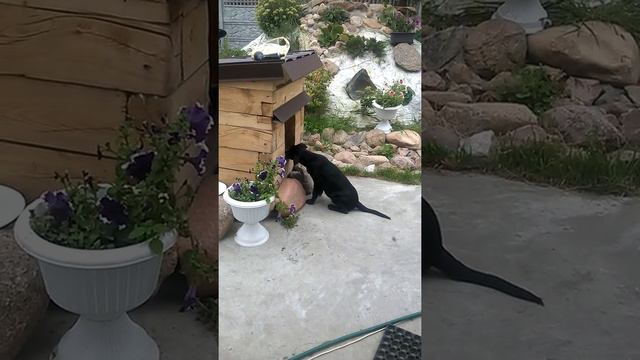 Сумашедший лабрадор.