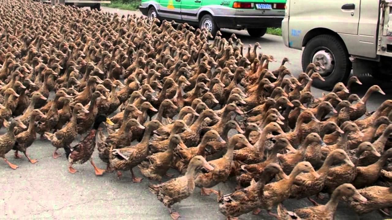 Из жизни уток