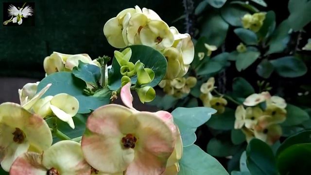 CUIDADOS BÁSICOS DEL JARDÍN, Respondiendo a los suscriptores, Mi diario de Jardín смотреть онлайн