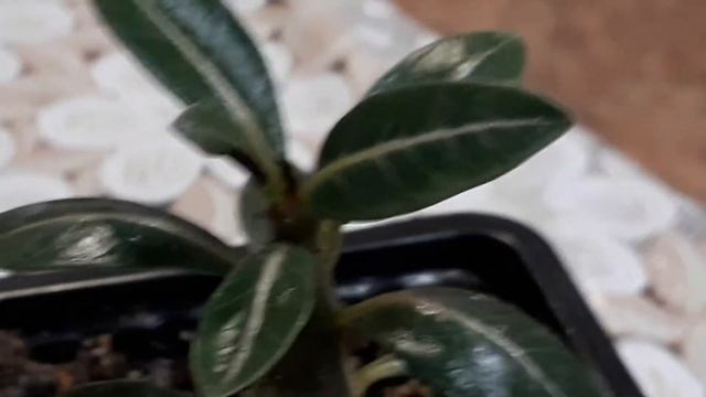 адениум гниют листья смотреть онлайн