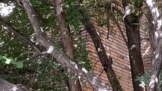 Семейство дятлов в центре большого города-миллионника смотреть онлайн