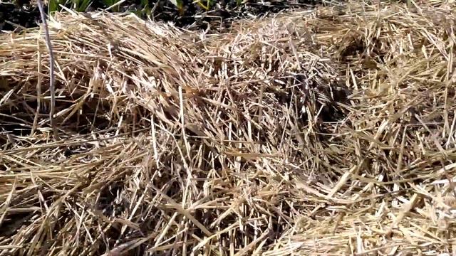 Саженцы малины с ЗКС и ОКС - что лучше выбрать? Результат высадки. Сорта: Зюгана, Днепр-2, Атлант смотреть онлайн