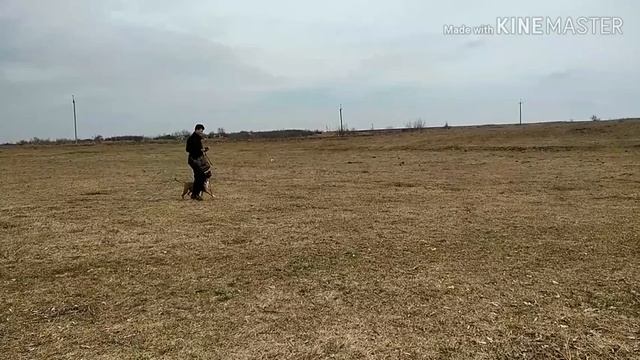 Как научить собаку команде Рядом? смотреть онлайн