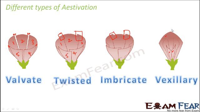 Biology Getting to Know Plants Part 19 (Aestivation & flower types) Class 6 VI смотреть онлайн