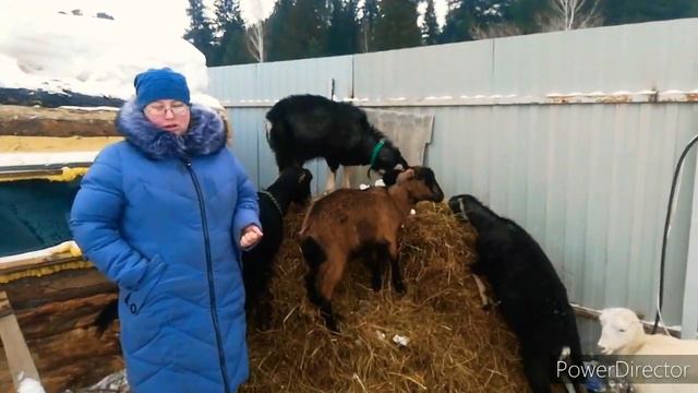 чехи или ламанчи! вот в чем вопрос! смотреть онлайн