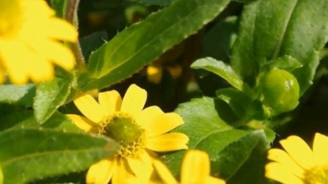 САНВИТАЛИЯ (SANVITALIA)