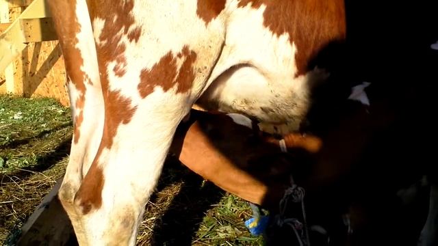Теленок забавно бьет по вымени коровы при кормлении. смотреть онлайн