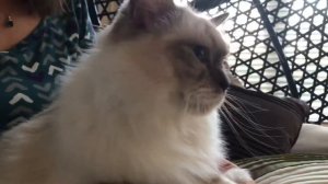 Ragdoll cat - Кошка рэгдолл, особенности породы, характеристики, почему мы ее любим