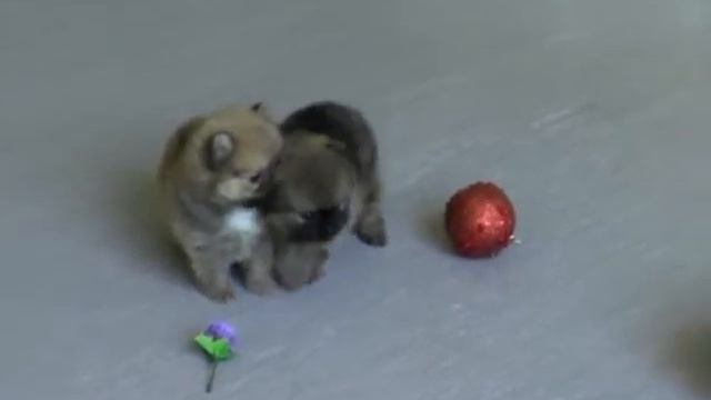 Шпиц померанский миниатюрный смотреть онлайн