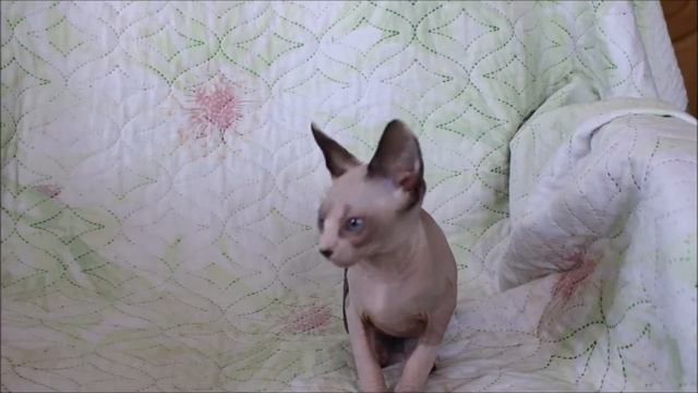 Gloriya Tulskaya Krasa.http://cats-tula.ru/kotyata-k/34-kanadskie-sfinksy/k17/85-ks-g17 смотреть онлайн