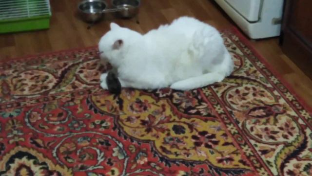 Хомяк друг кота 😀😀😀 смотреть онлайн